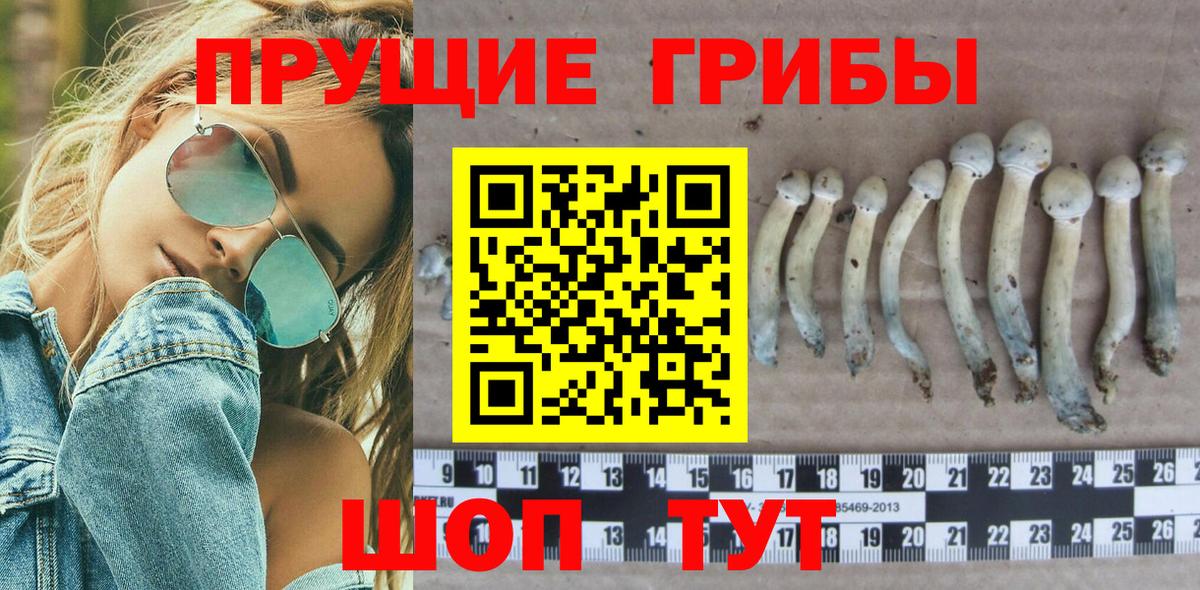 Псилоцибиновые грибы мицелий Черногорск